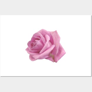 Pink rose Posters and Art